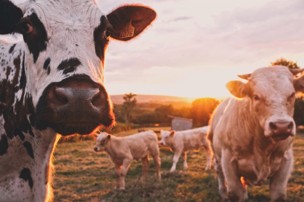 4 cows in a pasture