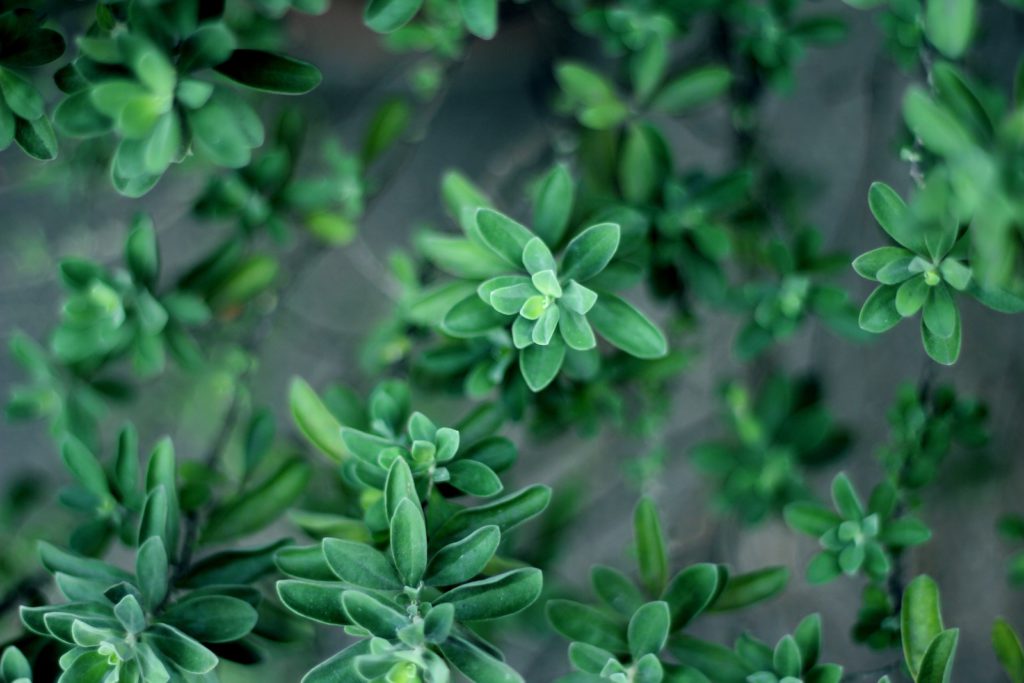 Thyme leaves aerial view