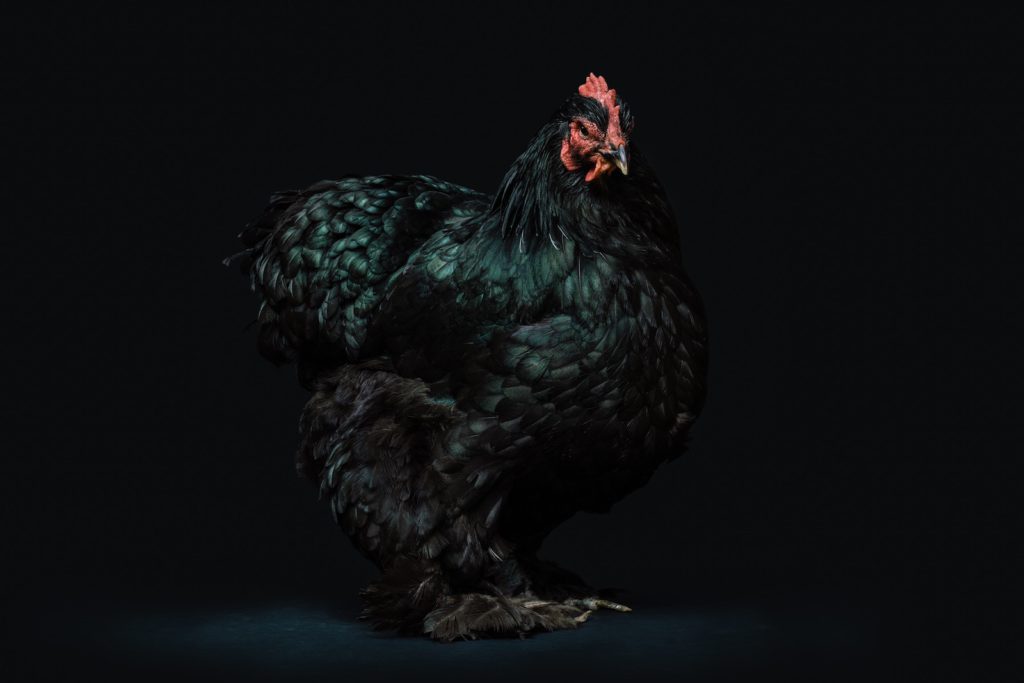 black chicken with black background