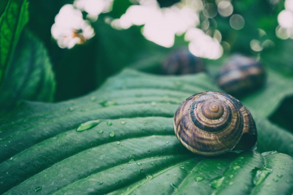 snails on a green leaf