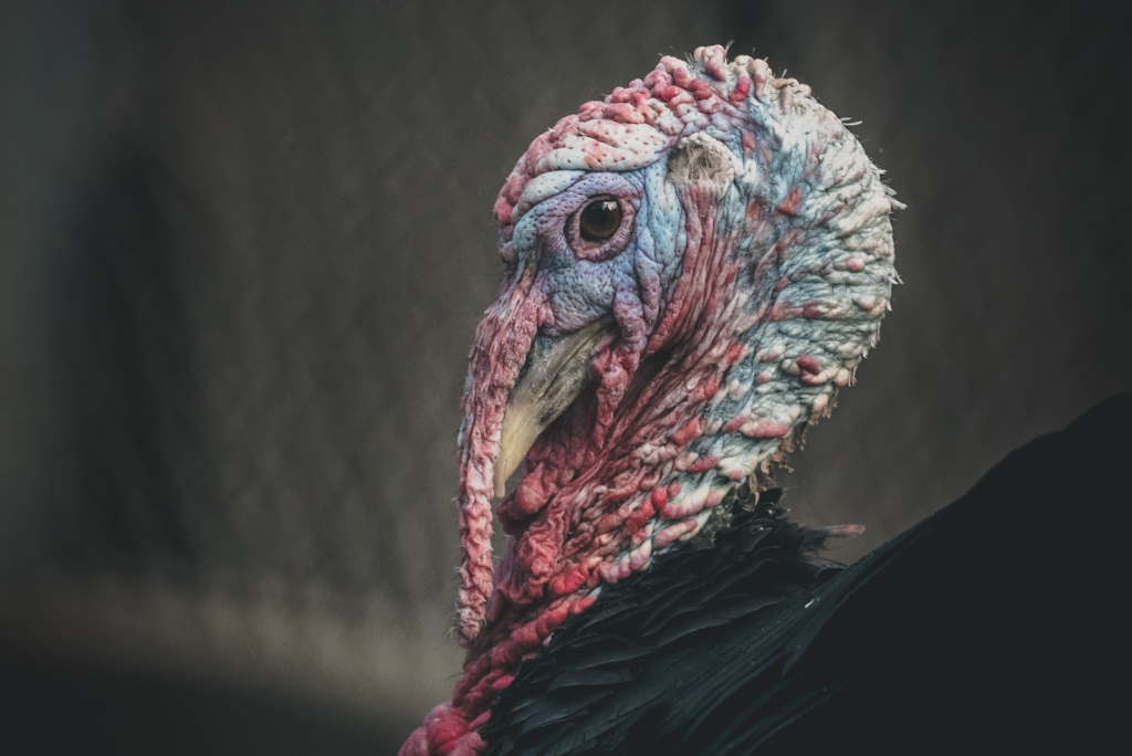 Colorful turkey