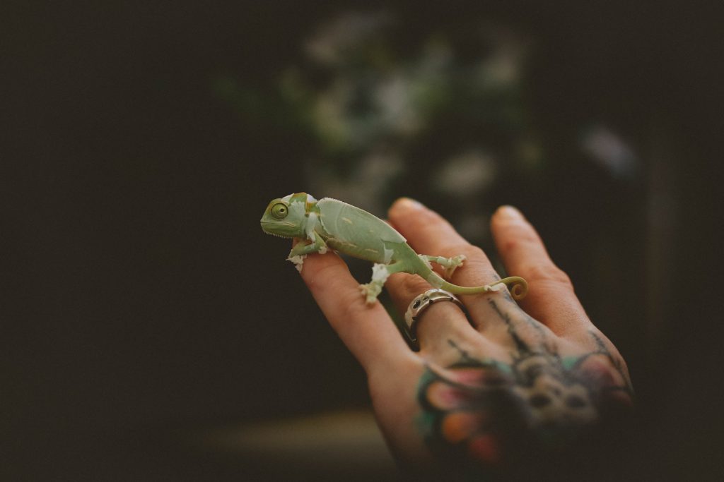 A chameleon with dry, peeling skin.