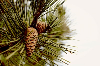 Cedarwood pine cones and needles