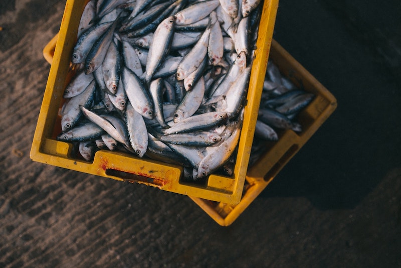 Fish piled inside a yellow bin