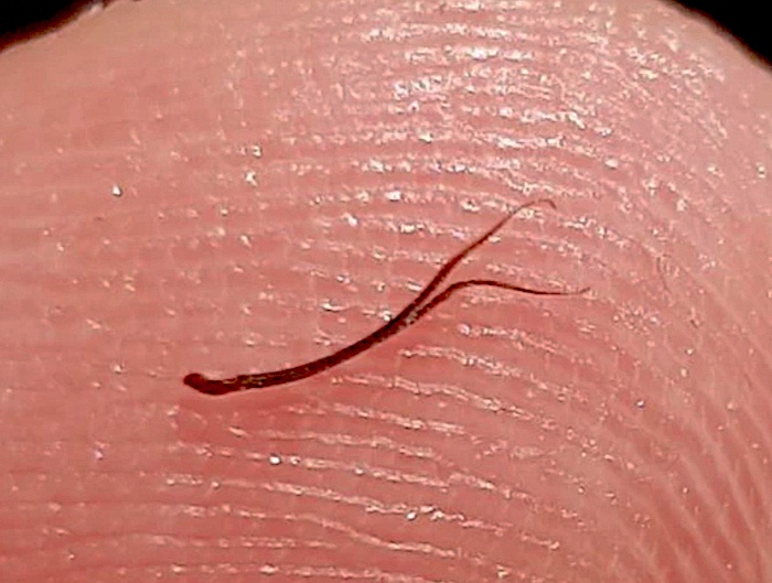 A beard split end