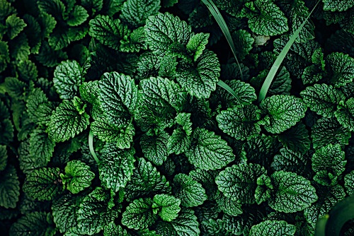 A bunch of mint leaves